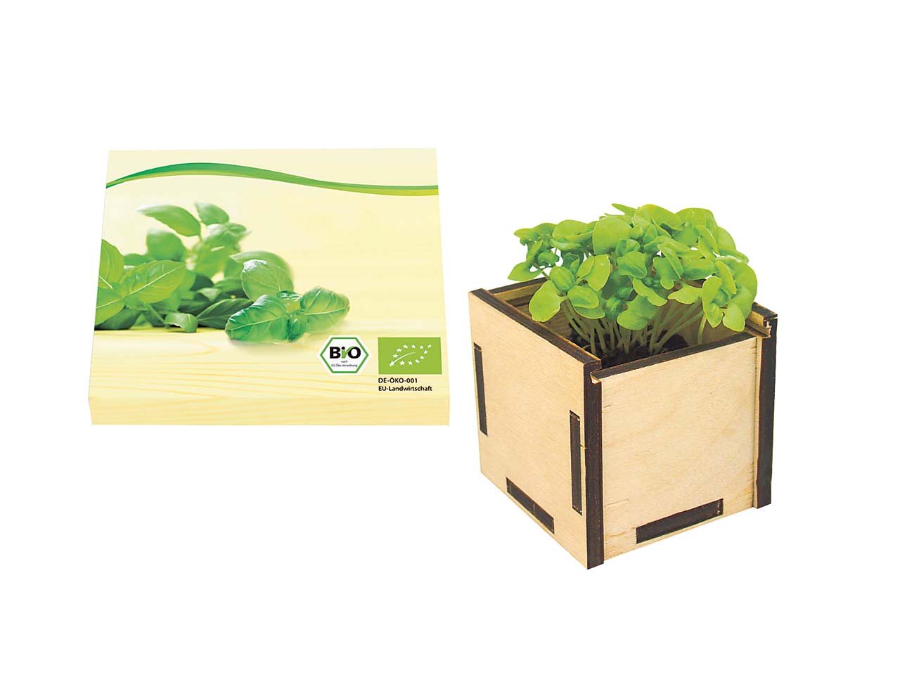 Bio Pflanzsteckbox 'Basilikum'